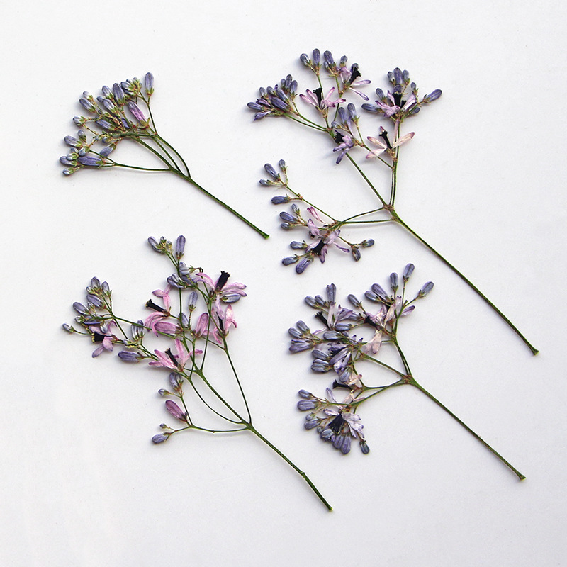 120pcs Pressed Dried Melia aze - Dried Flower Bookmark のレビューと価格