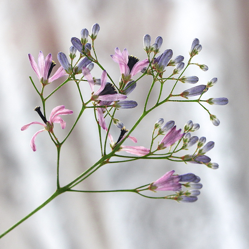120pcs Pressed Dried Melia aze - Dried Flower Bookmark のレビューと価格