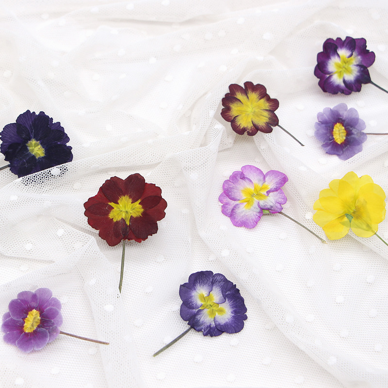 48Pcs European Primrose Teachi - Dried Flower Bookmark のレビューと価格