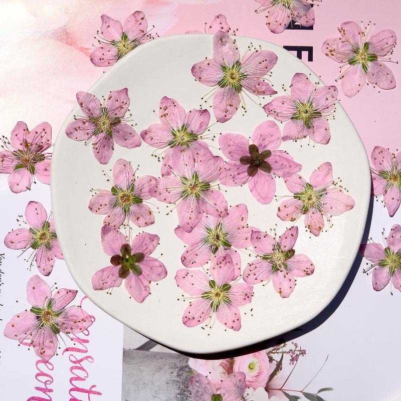 3-4cm./6pcs,Pink Peach Blossom - Dried Flower Bookmark のレビューと価格