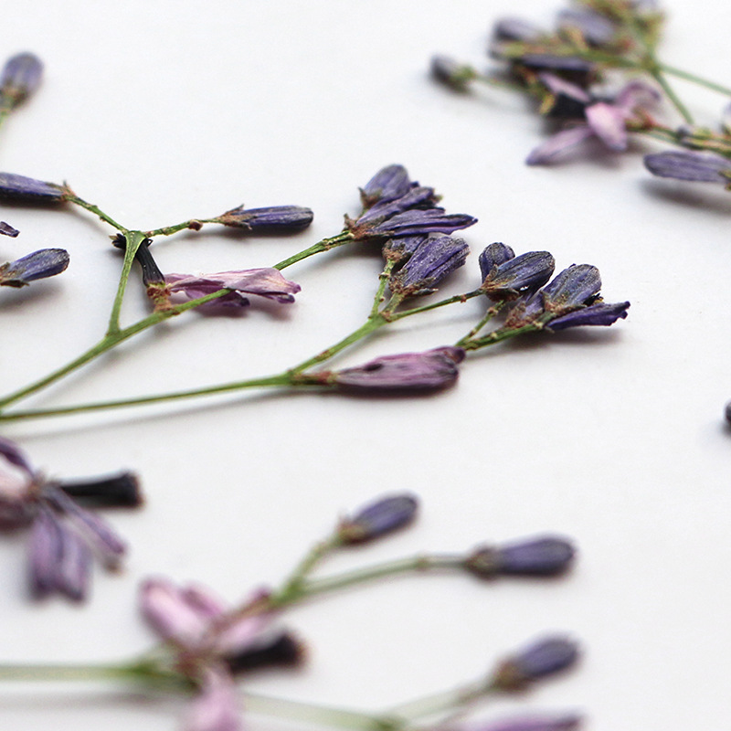60Pcs Neem Tree Flower Branche - Dried Flower Bookmark のレビューと価格