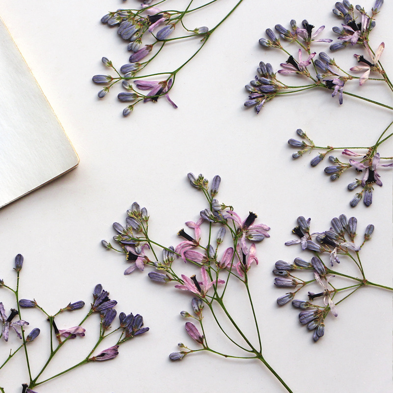 60Pcs Neem Tree Flower Branche - Dried Flower Bookmark のレビューと価格