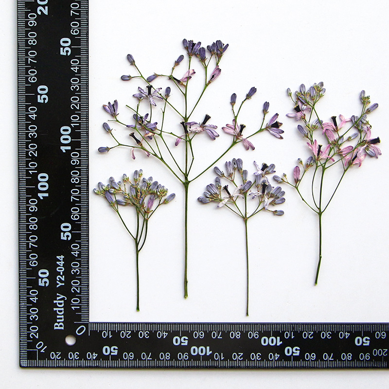 60Pcs Neem Tree Flower Branche - Dried Flower Bookmark のレビューと価格