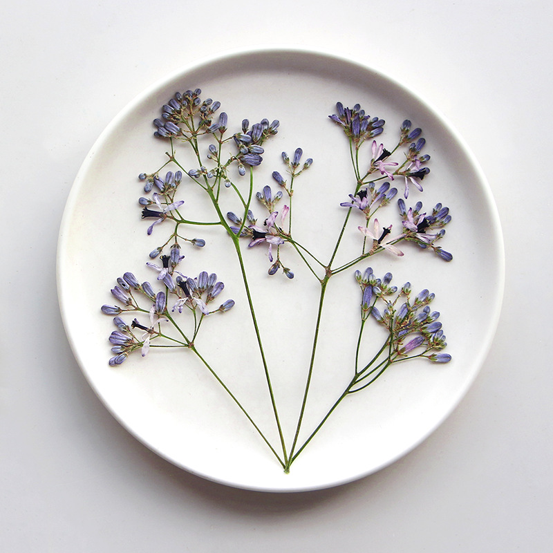 60Pcs Neem Tree Flower Branche - Dried Flower Bookmark のレビューと価格