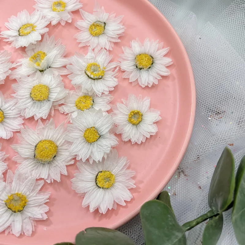 24pcs/2-4CM,Natural Pressed Fl - Dried Flower Bookmark のレビューと価格