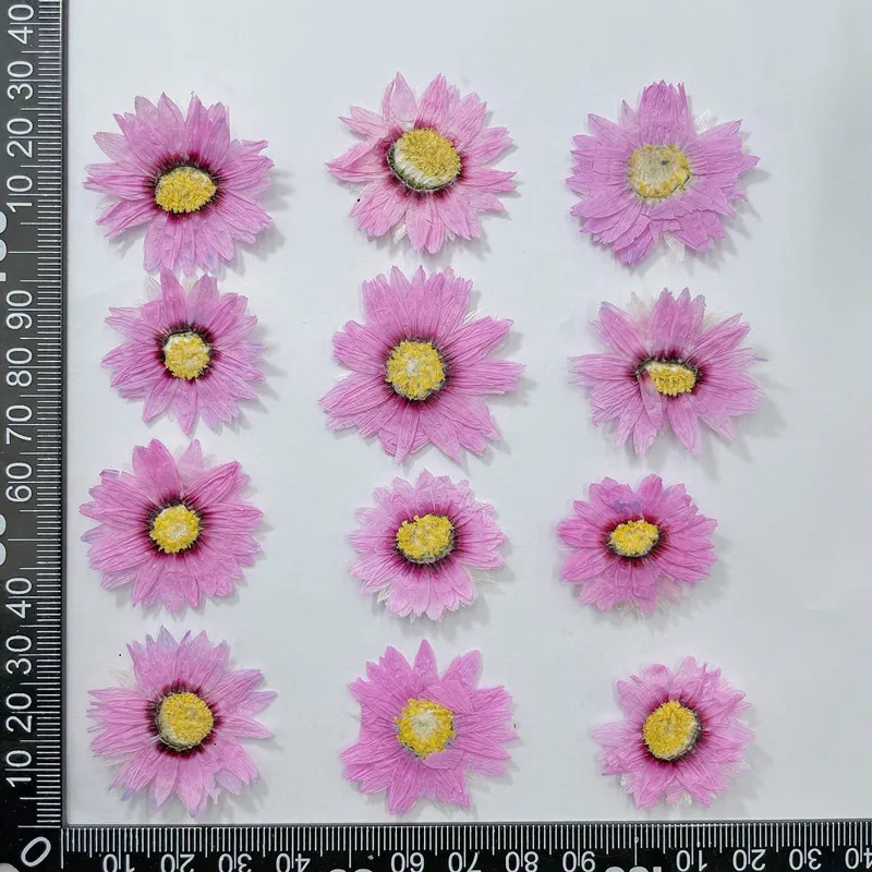 24pcs/2-4CM,Natural Pressed Fl - Dried Flower Bookmark のレビューと価格