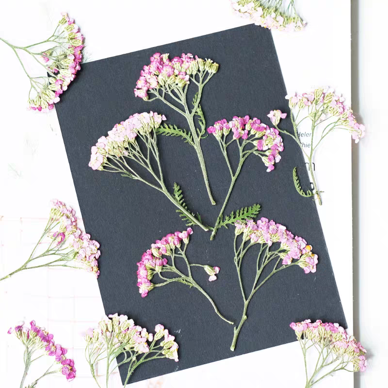 60pcs Pressed Dried Yarrow Ach - Dried Flower Bookmark のレビューと価格