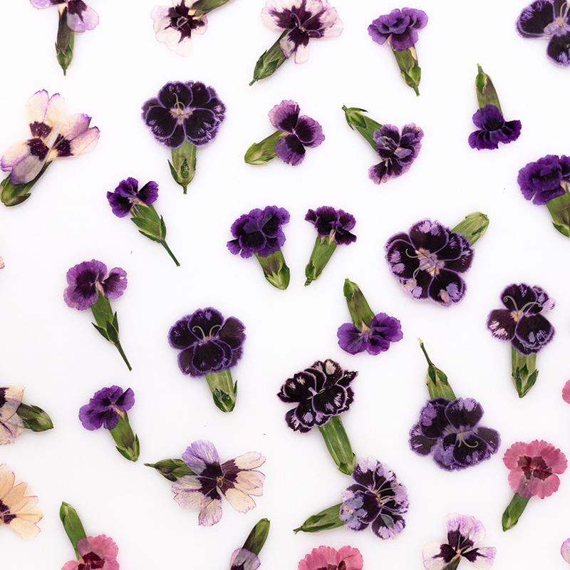 24pcs,Pressed Dried Dianthus F - Dried Flower Bookmark のレビューと価格