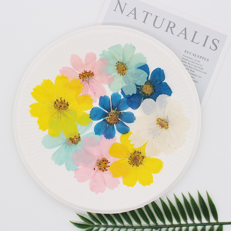 36Pcs Large Cosmos Flower Drie - Dried Flower Bookmark のレビューと価格