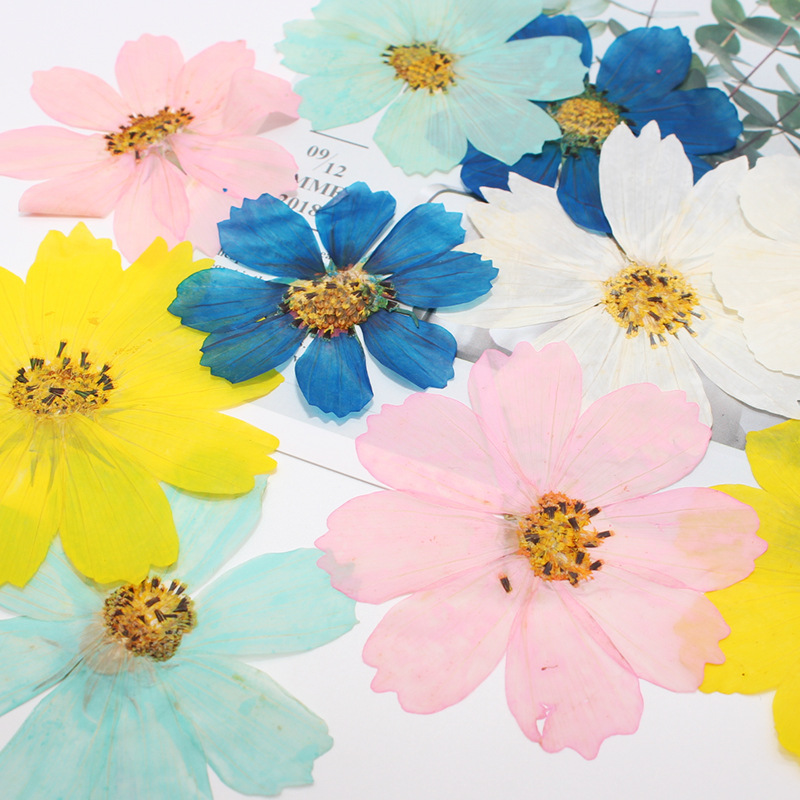 36Pcs Large Cosmos Flower Drie - Dried Flower Bookmark のレビューと価格