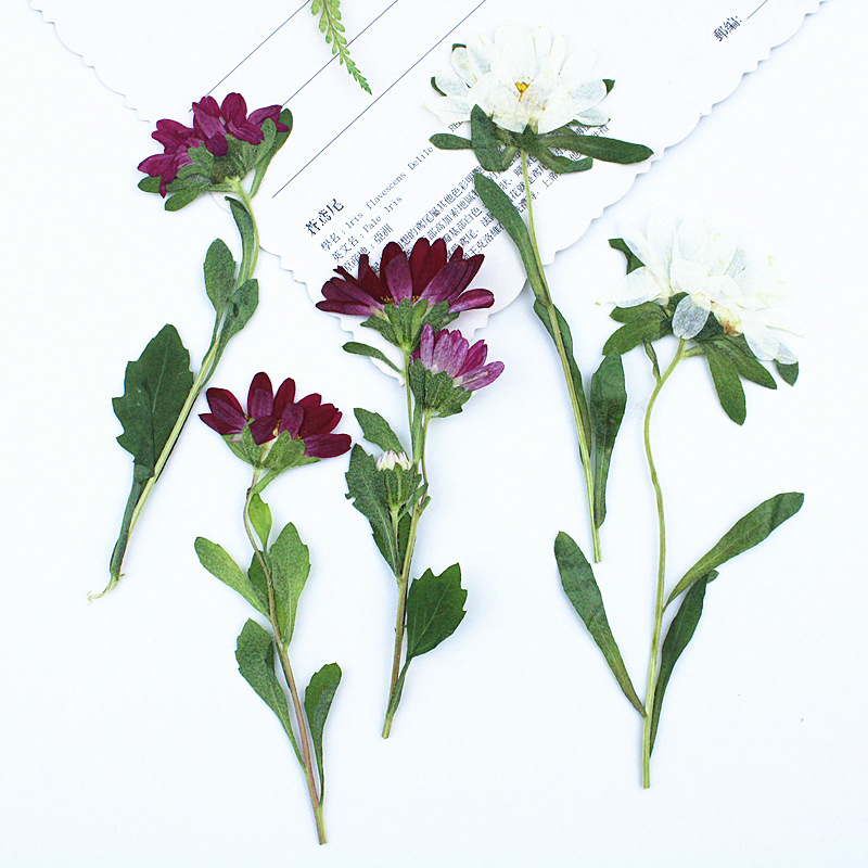 24pcs,Mini Chrysanthemum Press - Dried Flower Bookmark のレビューと価格