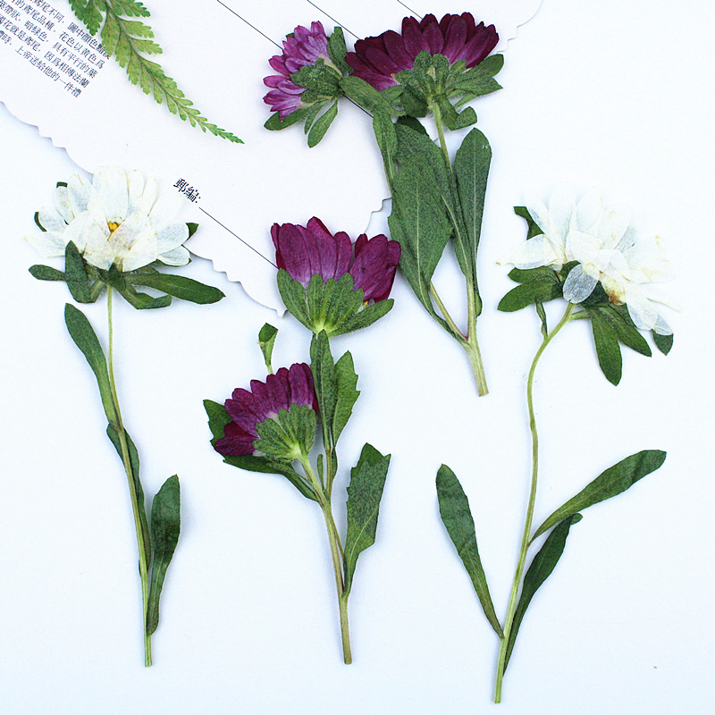 24pcs,Mini Chrysanthemum Press - Dried Flower Bookmark のレビューと価格