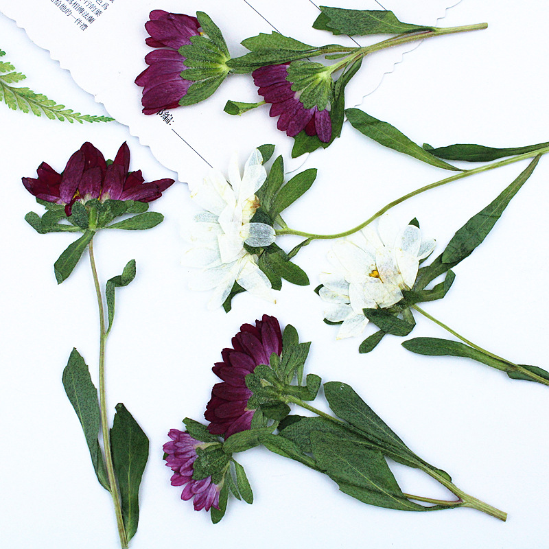 24pcs,Mini Chrysanthemum Press - Dried Flower Bookmark のレビューと価格