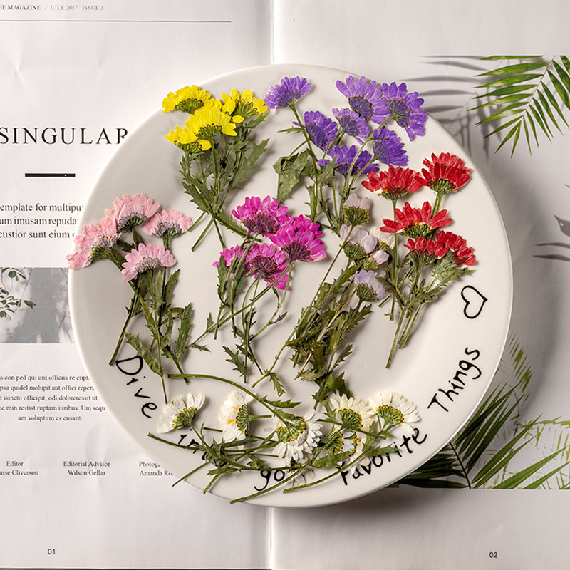 5-8cm/24pcs,Side pressed cryst - Dried Flower Bookmark のレビューと価格