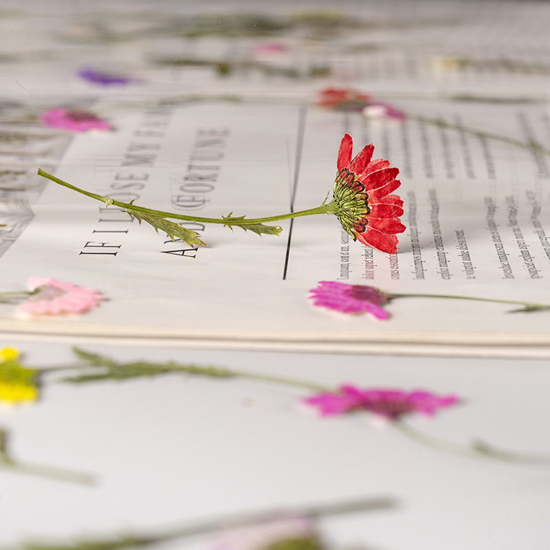 5-8cm/24pcs,Side pressed cryst - Dried Flower Bookmark のレビューと価格